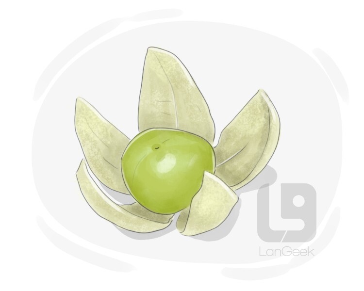 Definition & Meaning of "Tomatillo" LanGeek