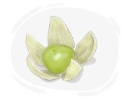 tomatillo