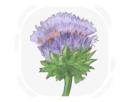 cardoon