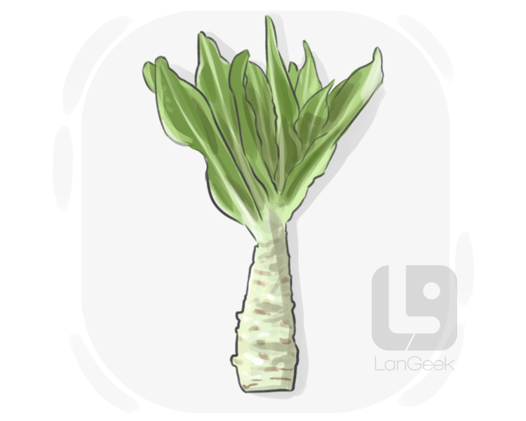 lactuca sativa asparagina definition and meaning
