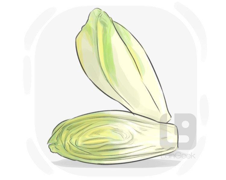 French endive definition and meaning