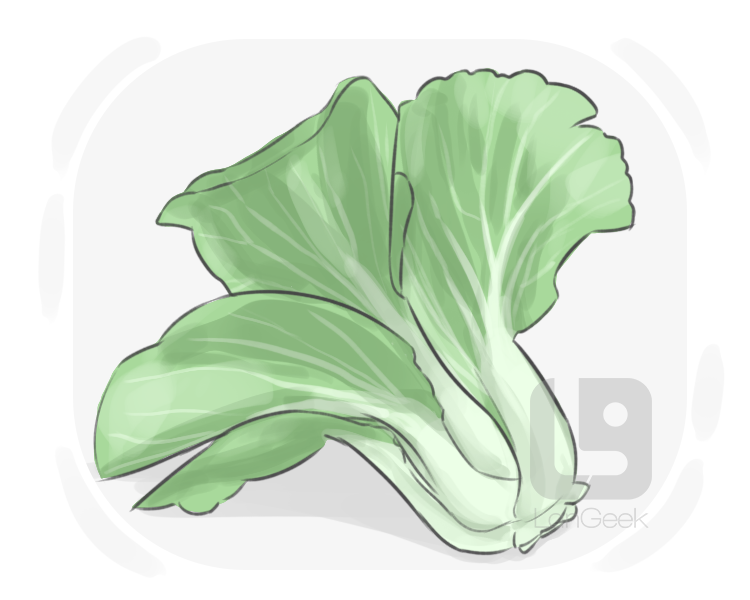 pak choi definition and meaning