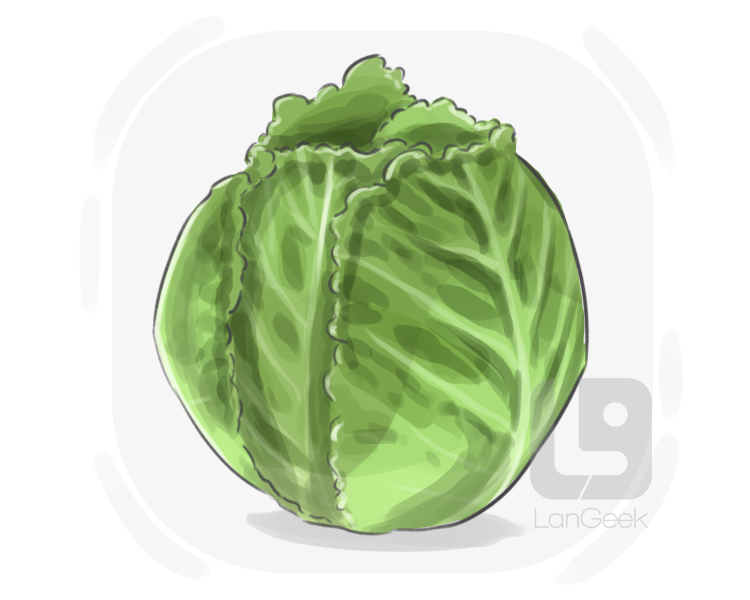 savoy cabbage definition and meaning