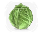 savoy cabbage