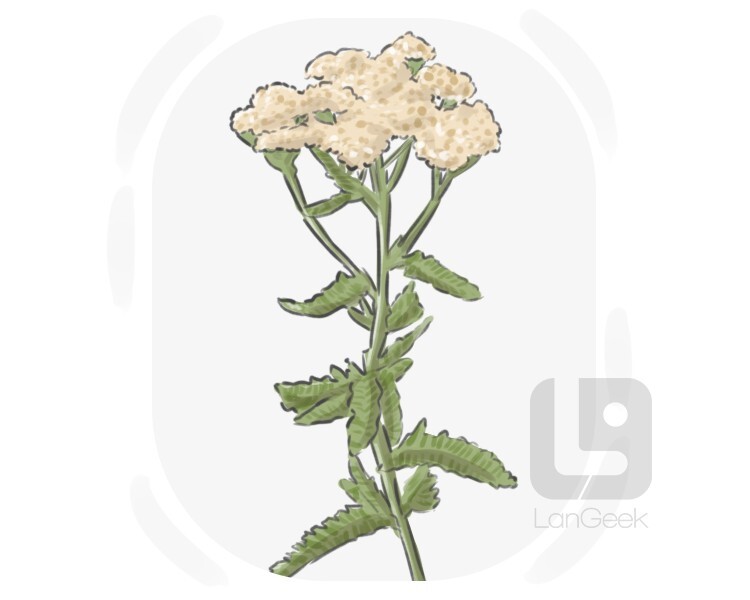 achillea millefolium definition and meaning