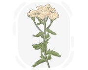 yarrow