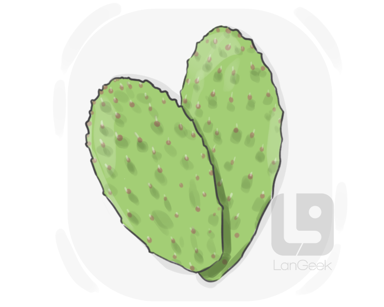 nopal definition and meaning