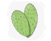 nopal