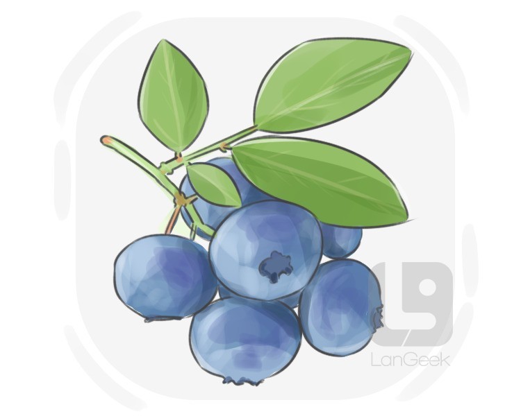 European blueberry definition and meaning