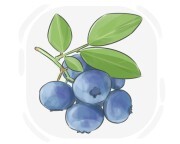 bilberry