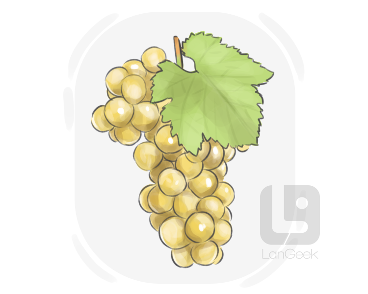 Chardonnay grape definition and meaning