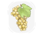 Chardonnay grape