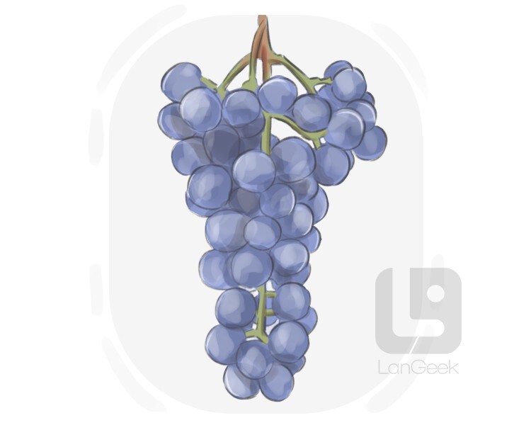 Definition & Meaning of "Pinot grape" LanGeek
