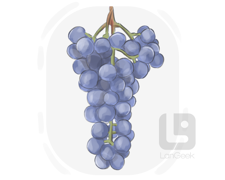 Concord grape definition and meaning