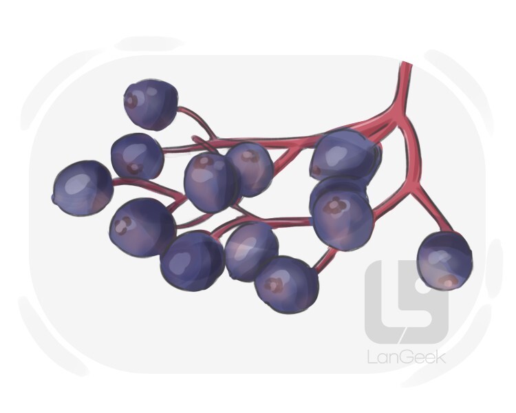 Definition & Meaning of "Elderberry" | LanGeek