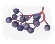 elderberry