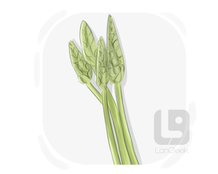 bath asparagus definition and meaning