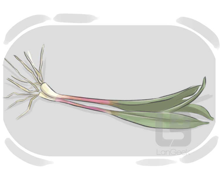 wild leek definition and meaning