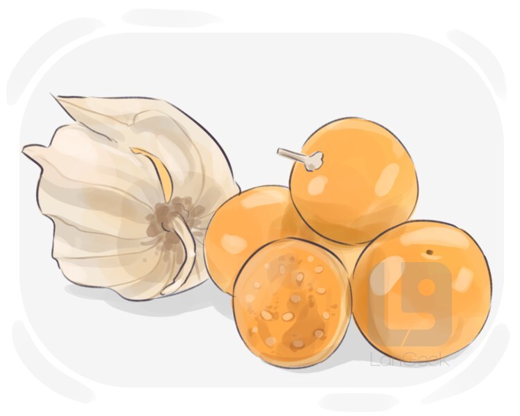 ground cherry definition and meaning