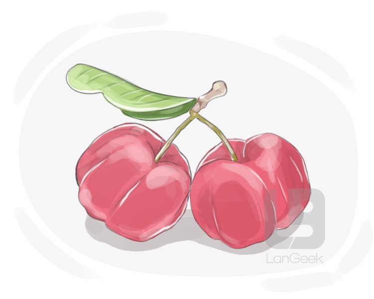 west indian cherry definition and meaning