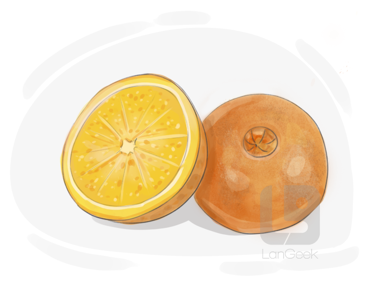 navel orange definition and meaning