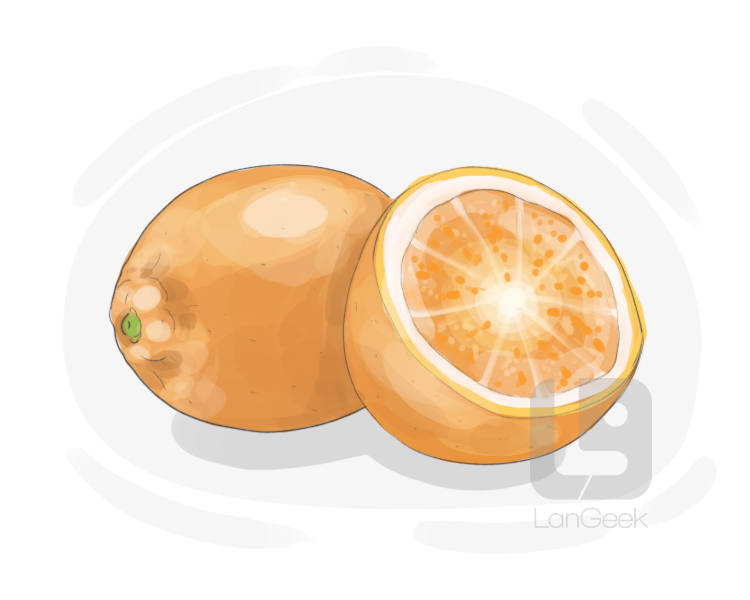 citrus limonia definition and meaning