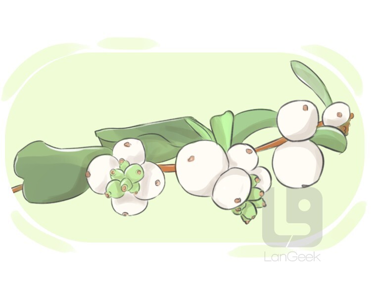 symphoricarpos alba definition and meaning