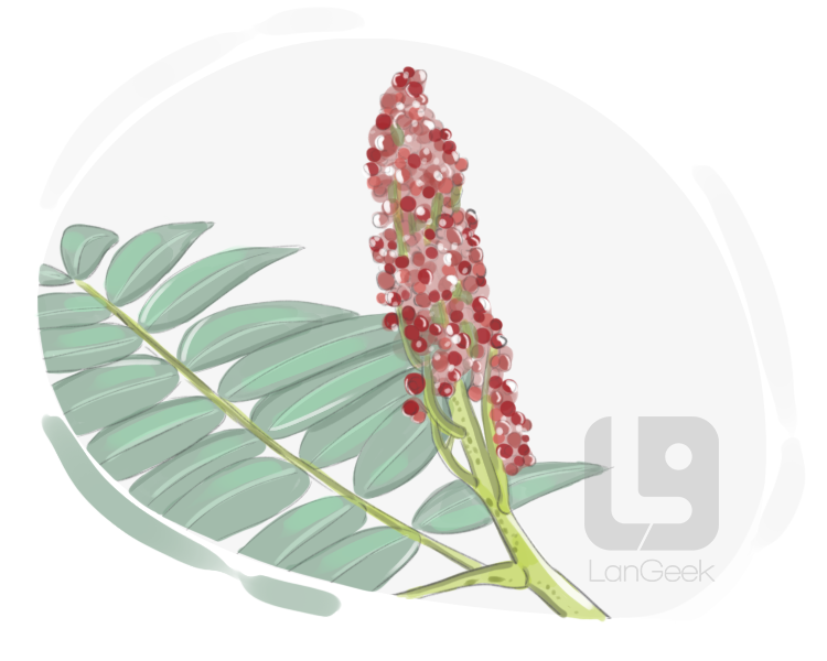velvet sumac definition and meaning