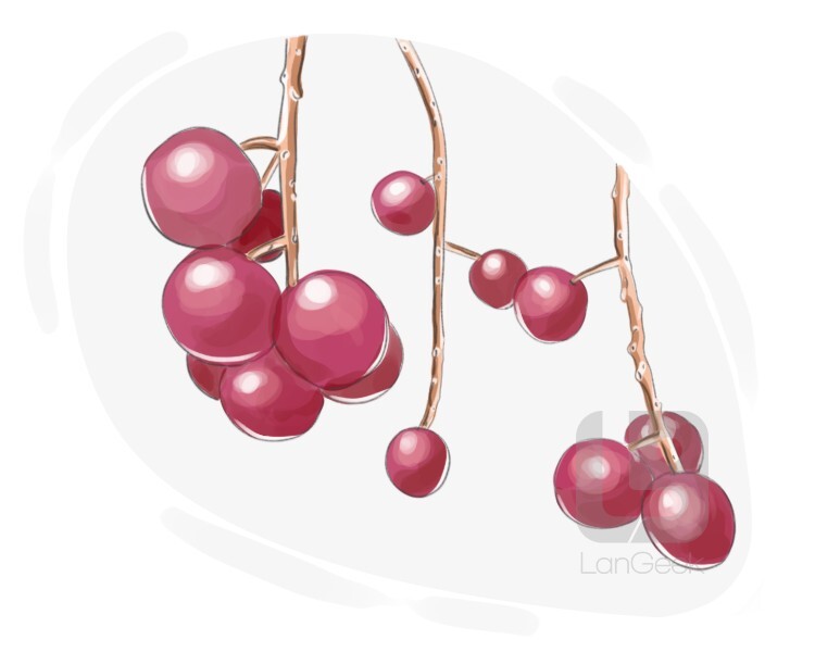 Definition & Meaning of "Wild cherry" LanGeek