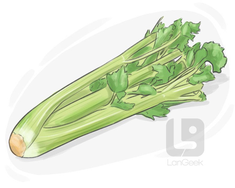 cultivated celery definition and meaning