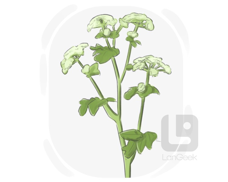 black lovage definition and meaning