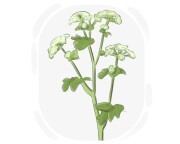 alexanders