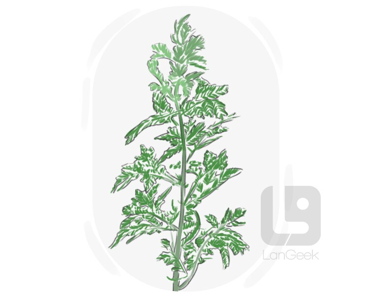 artemisia definition and meaning