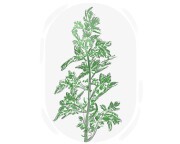artemisia
