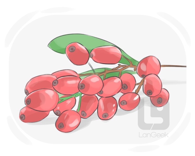 barberry definition and meaning