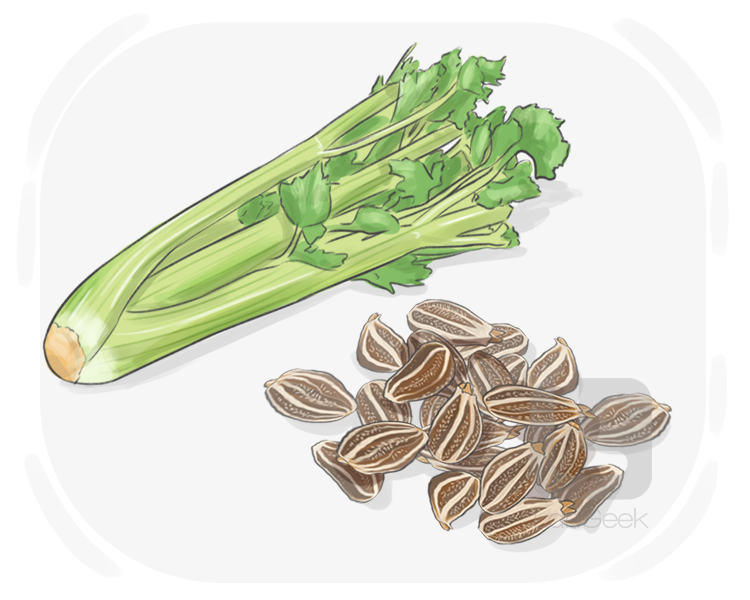celery seed definition and meaning