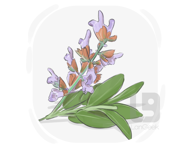 clary sage definition and meaning