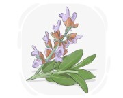 clary sage