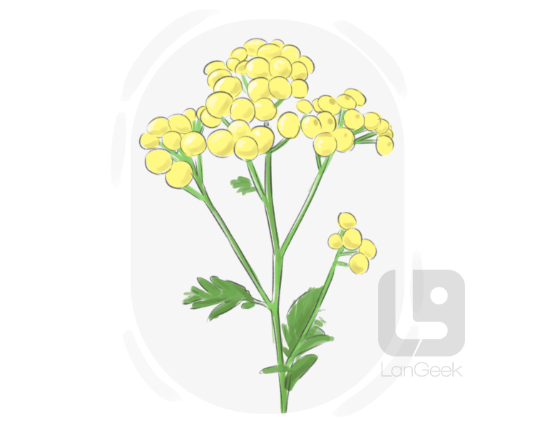 tanacetum balsamita definition and meaning
