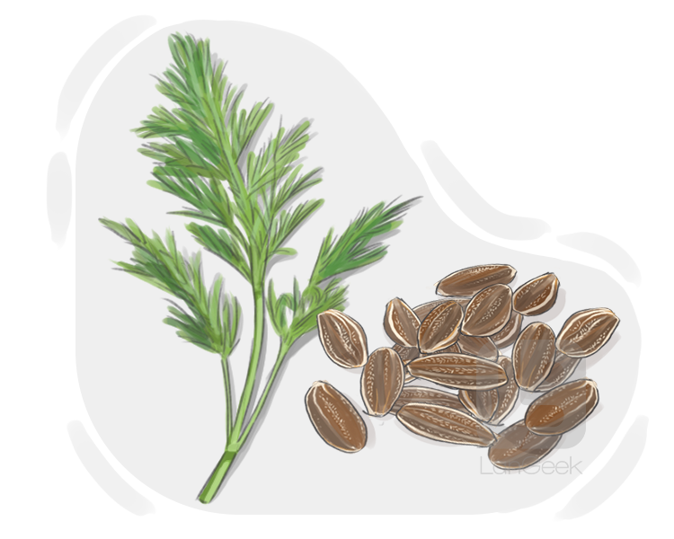 dill seed definition and meaning