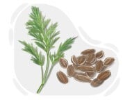 dill seed