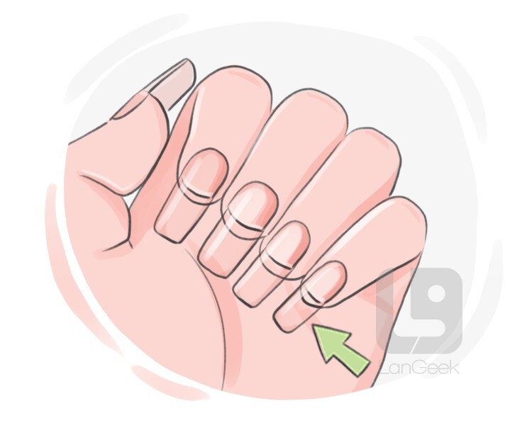 nail tip definition and meaning
