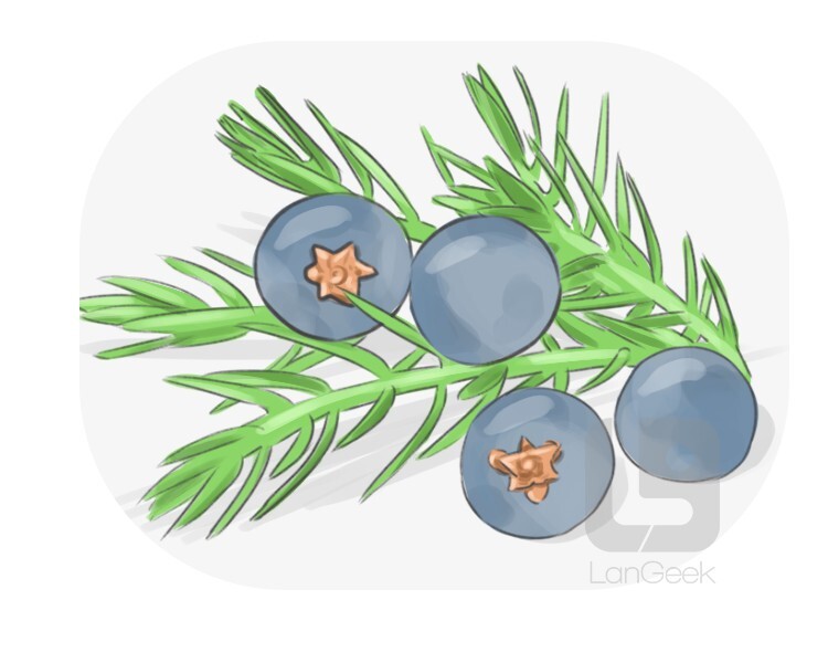 Definition meaning of juniper berry langeek