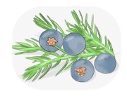 juniper berry