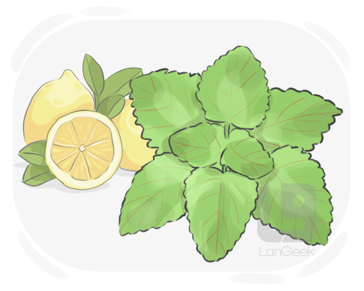lemon balm definition and meaning