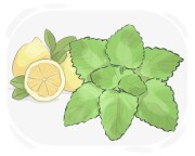 lemon balm