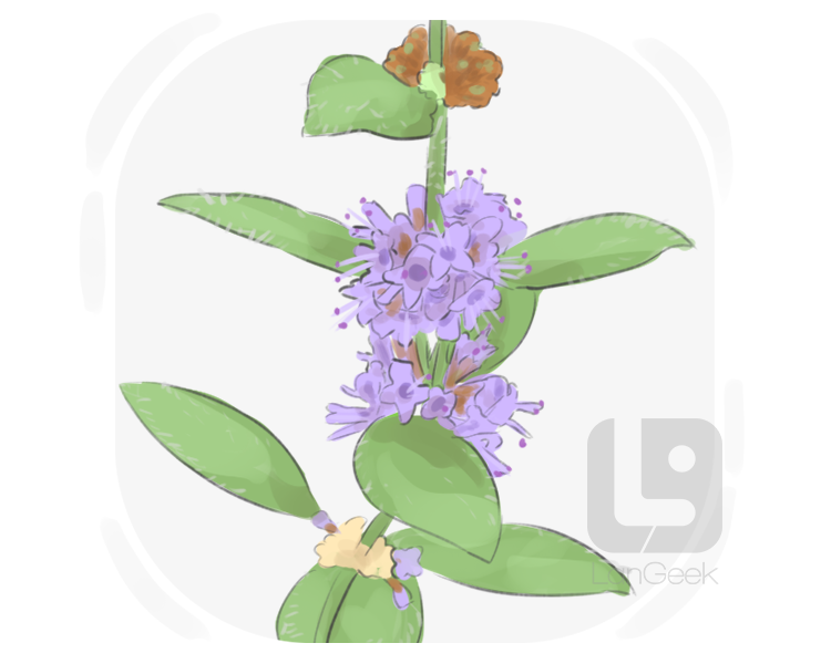 mentha pulegium definition and meaning