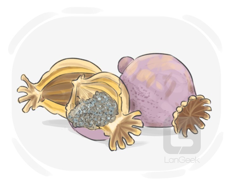 Definition & Meaning of "Poppy seed" LanGeek