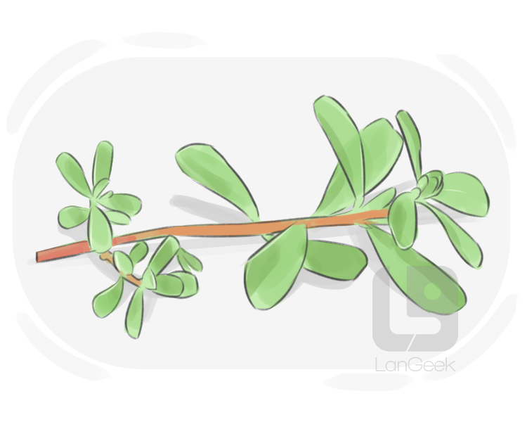 purslane definition and meaning
