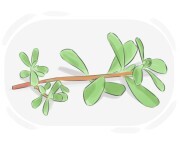 purslane
